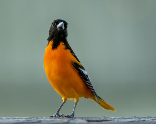 Free Close-up of a Baltimore Oriole with striking orange and black plumage in Indiana, USA. Stock Photo