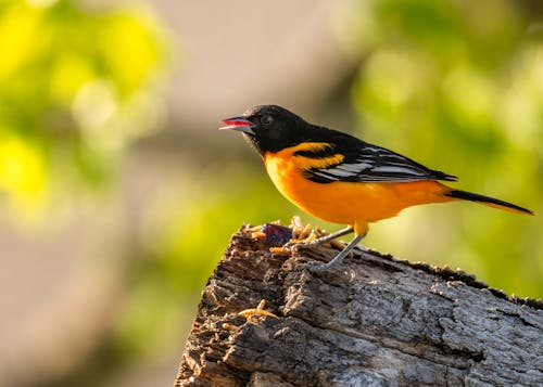 Free Black Yellow and White Bird on Brown Tree Branch Stock Photo