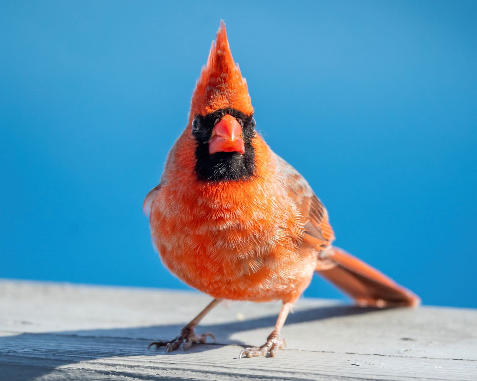 Close-up of a Northern Cardinal perched against a bright blue sky background.