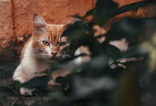 Kostenloses Stock Foto zu blätter, hauskatze, haustier