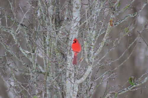 Free stock photo of cardinal red, north american cardinal Stock Photo