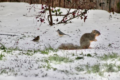 Free stock photo of party time, squirrel, tufted titmouse Stock Photo
