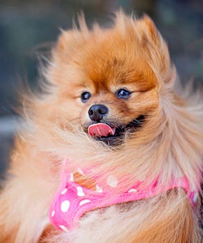 Pomeranian image image_5