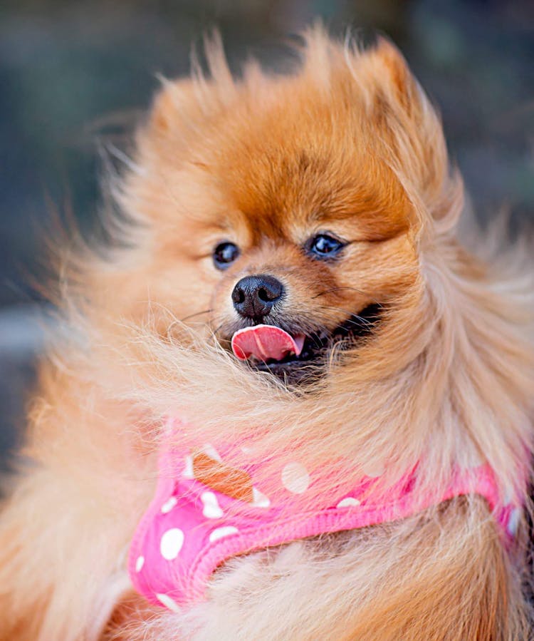 Adult Tan Pomeranian