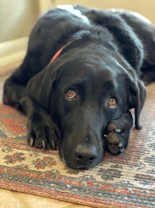 Free stock photo of american labrador, black lab, black labrador Stock Photo