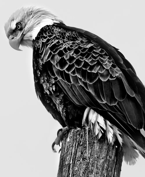 Black and White Eagle in Grayscale Photography