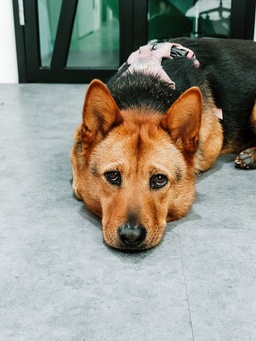 Free stock photo of cute puppy, dog, doggy