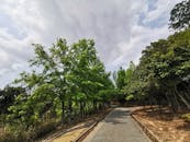 Green Trees Beside Gray Concrete Pathway