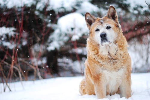 Brown and White Akita Dog on White Snow