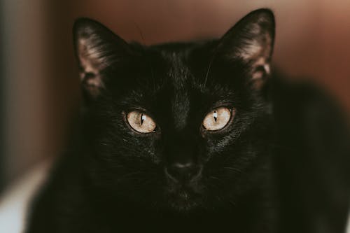 Fotobanka s bezplatnými fotkami na tému cicavec, čierna mačka, domáce zviera