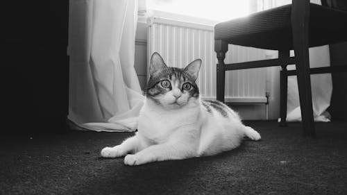 Monochrome Photo of a Cat Lying on the Floor