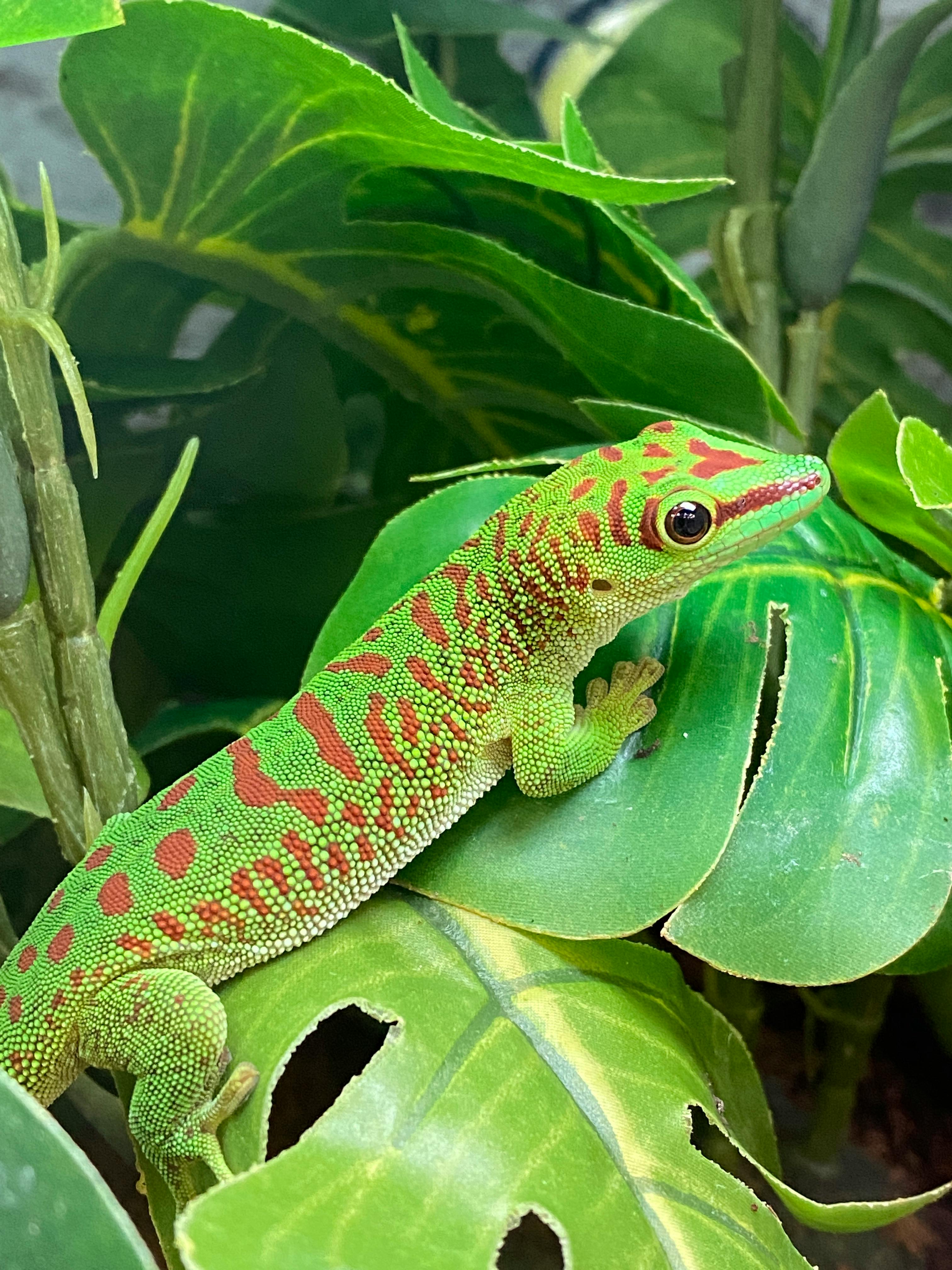 Green Iguana On Brown Wooden Table · Free Stock Photo