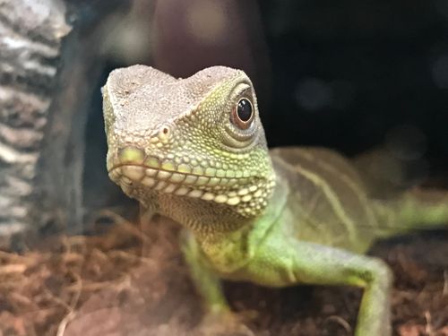 Free stock photo of lizard, reptile Stock Photo