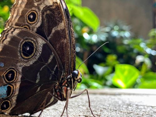Free stock photo of butterfly Stock Photo