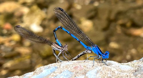 Free stock photo of dragon flies, flies Stock Photo