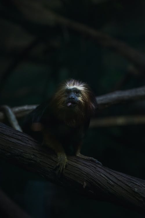 Selective Focus Photo of a Golden-Headed Lion Tamarin