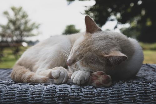 Free A tranquil scene of a sleeping cat resting on a woven surface outdoors. Stock Photo