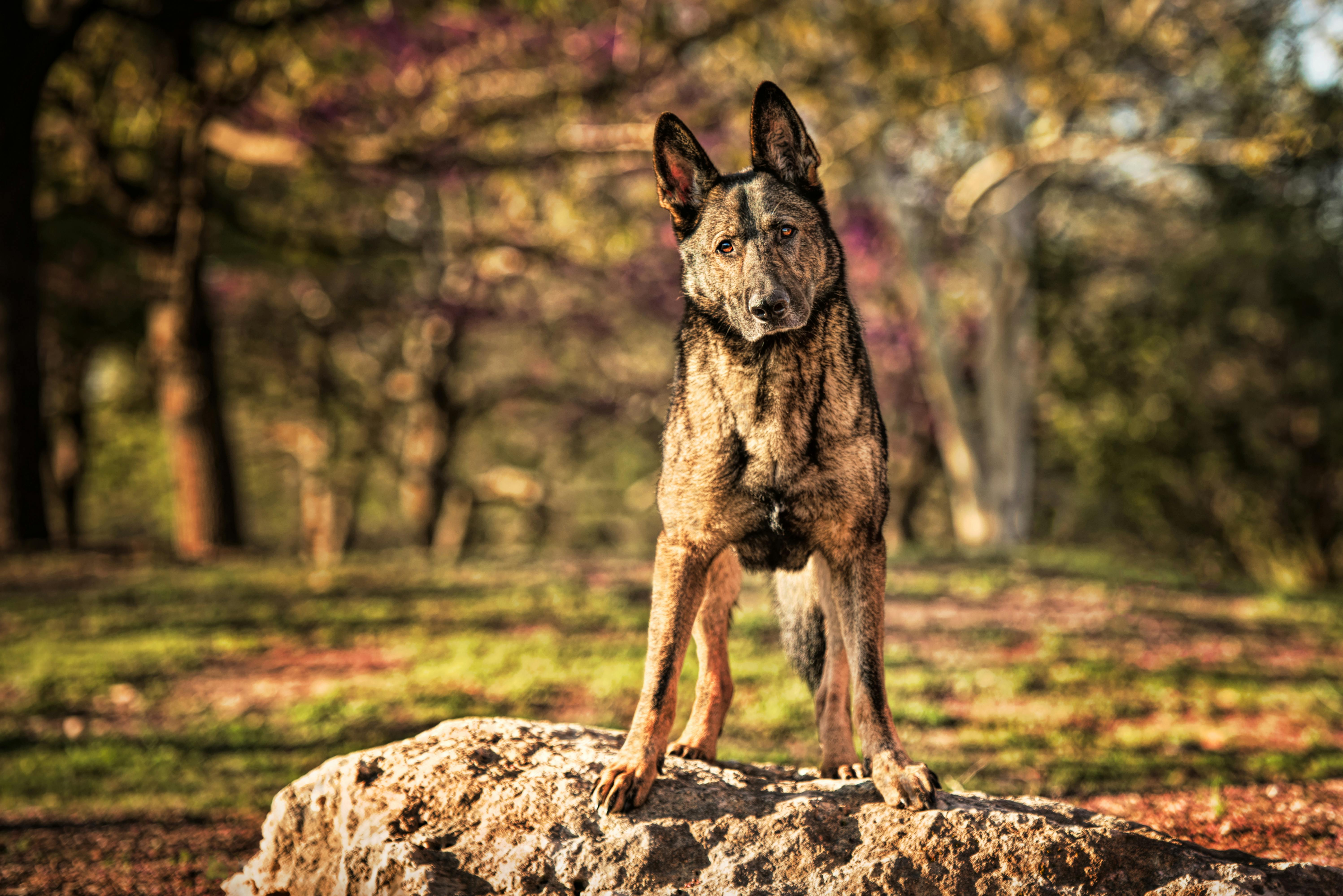 Soldiers in silhouette firing their weapons at a horde of enemies during a dramatic sunset.