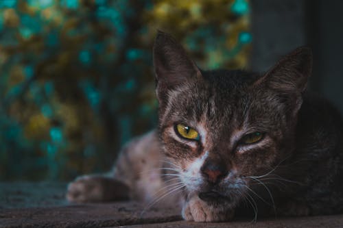 Selective Focus Photography of Squinted-eyed Cat
