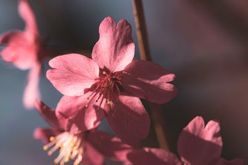 Close-Up Photograph of a Cherry Blossom Flower with Pink Petals