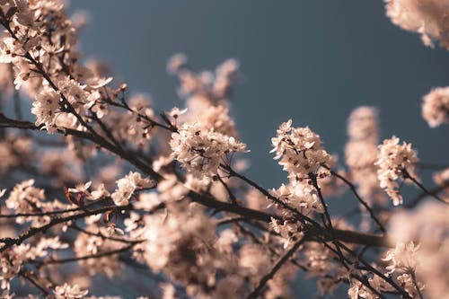 Photograph of White Cherry Blossom Flowers on a Tree Branch
