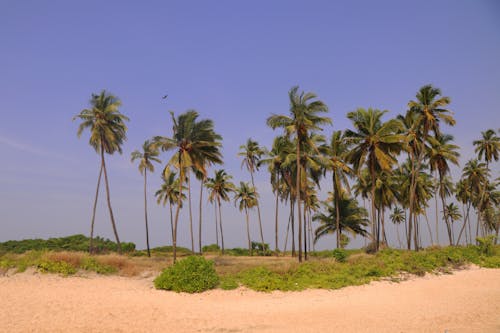 Free stock photo of beach, landscape, landscapes