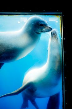 Close-up image of two seals playfully interacting underwater, showcasing marine life behavior.