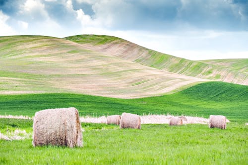 Several Hay Rolls on Grass Field Within Mountain Range