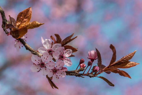 Pink Cherry Blossom Flowers Near Brown Leaves