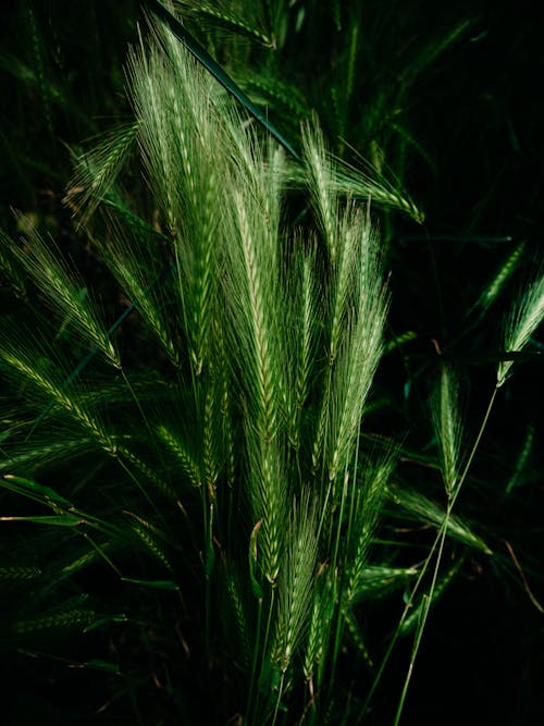 Close up of Barley