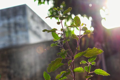 Free stock photo of greenery