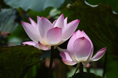 Fotografie Von Lotusblumen In Voller Blüte