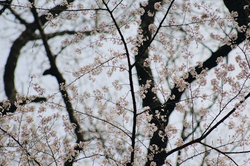 White Cherry Blossom Tree