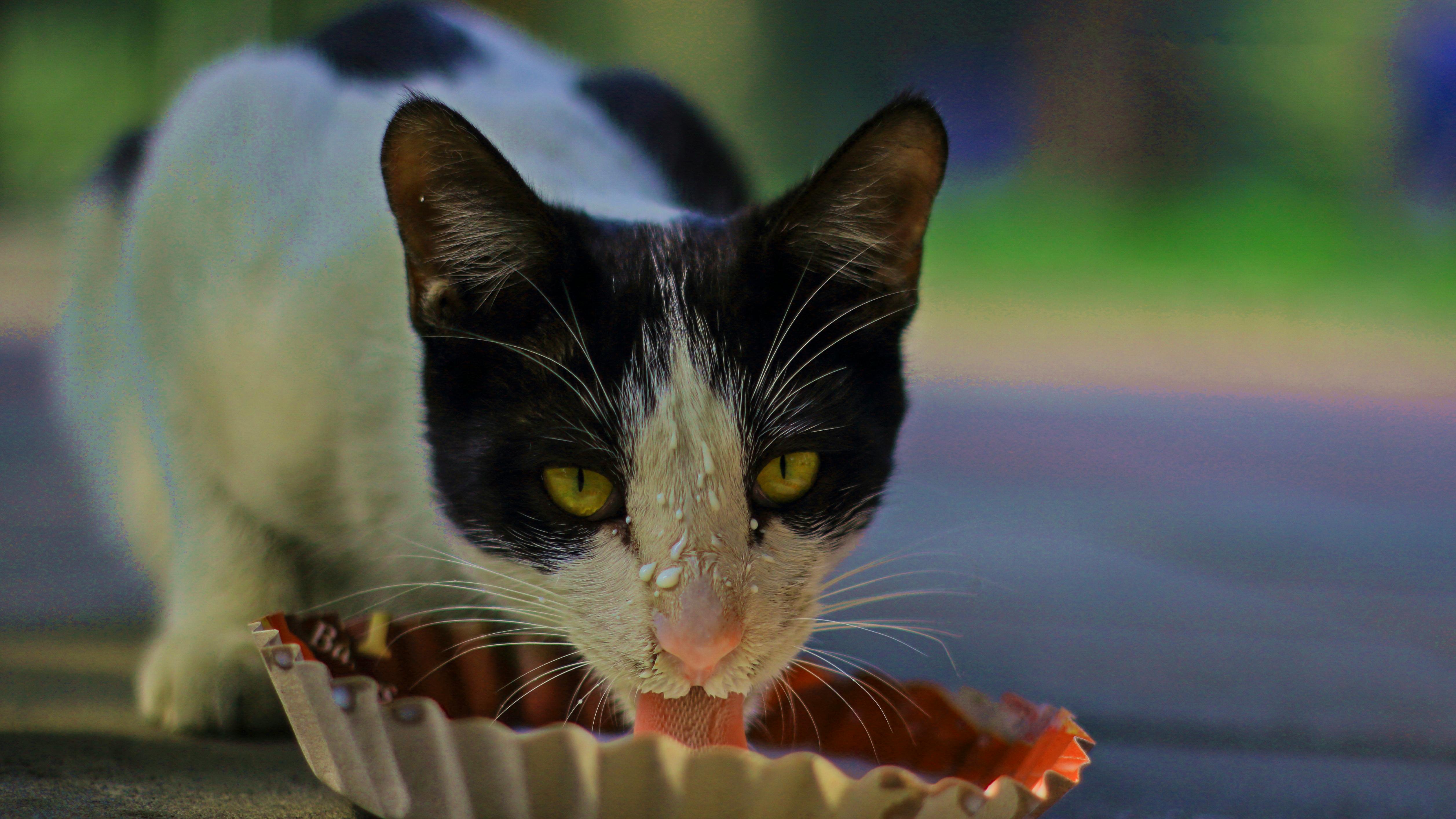 Free stock photo of cat, lahore, pakistan