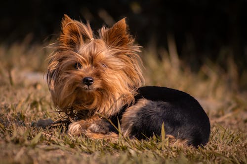 Brown and Black Puppy Sitting on Grass Field