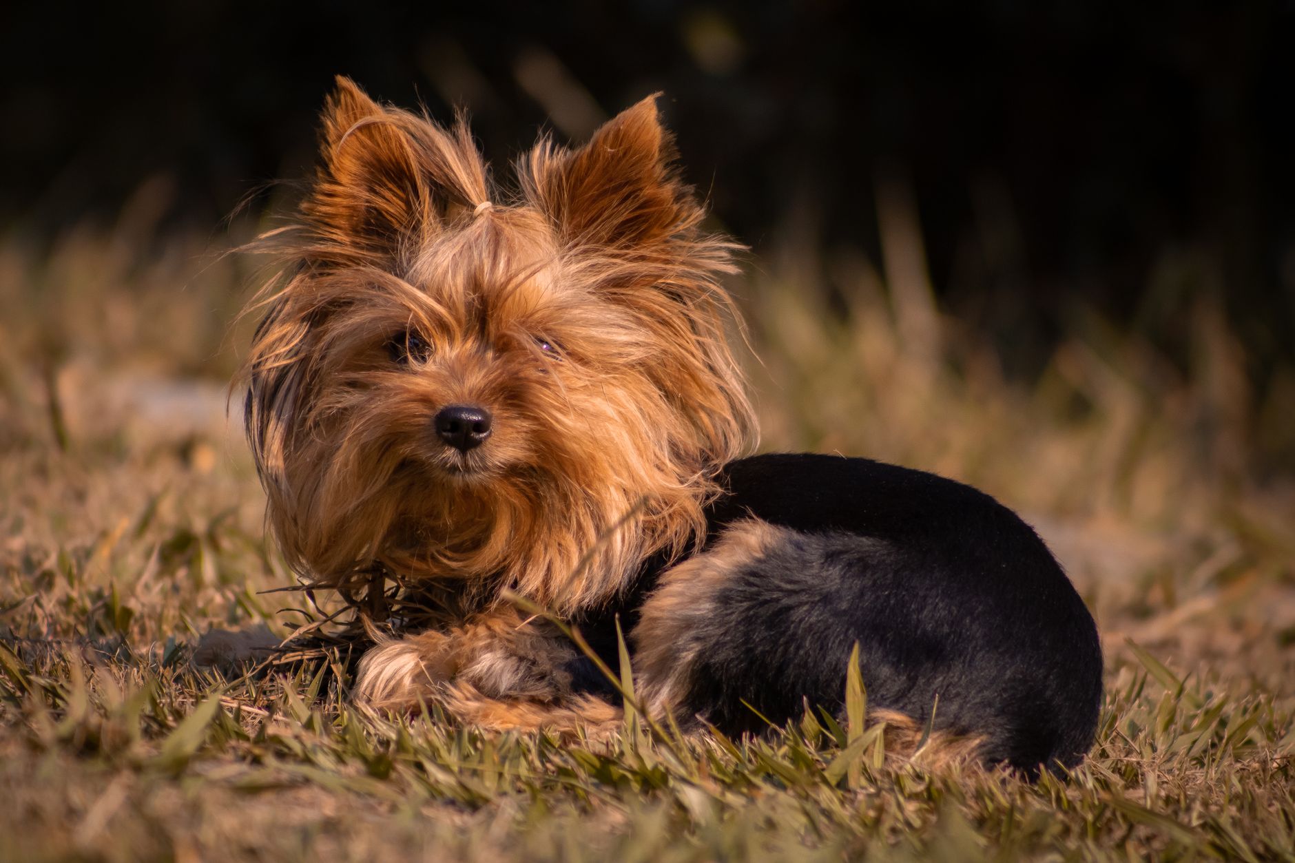 Charming Yorkshire Terrier dog sitting in a grassy field, enjoying a sunny day outdoors.