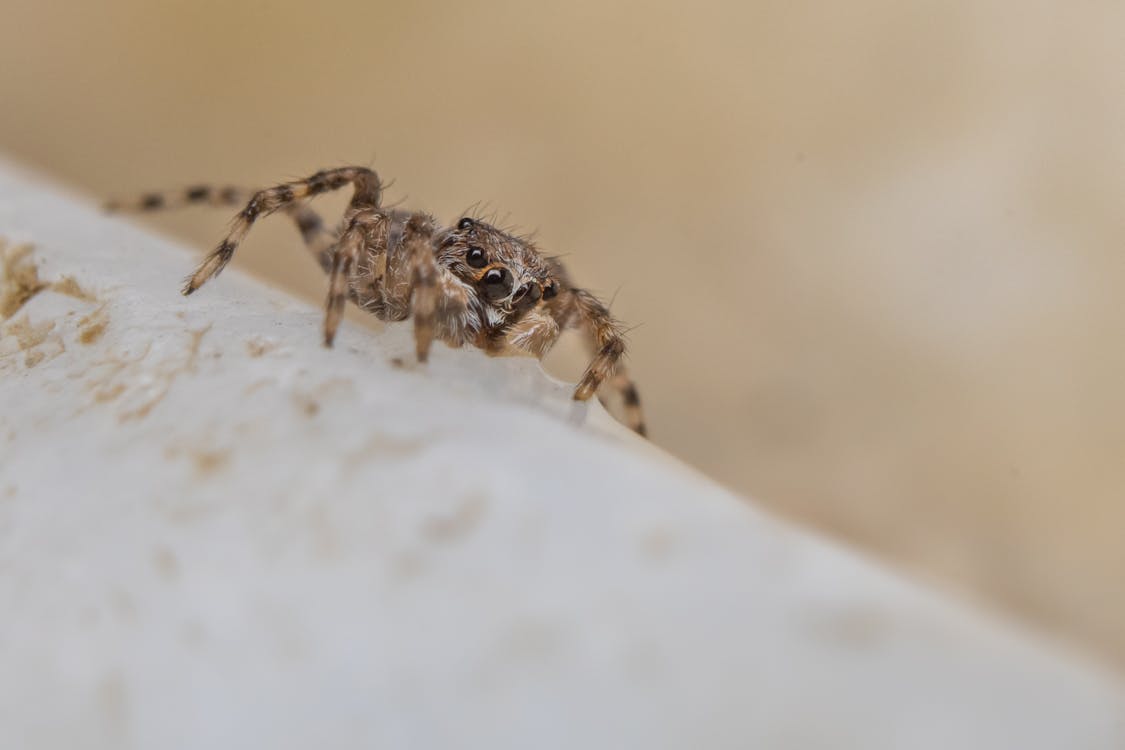 Brown Spider on White Surface