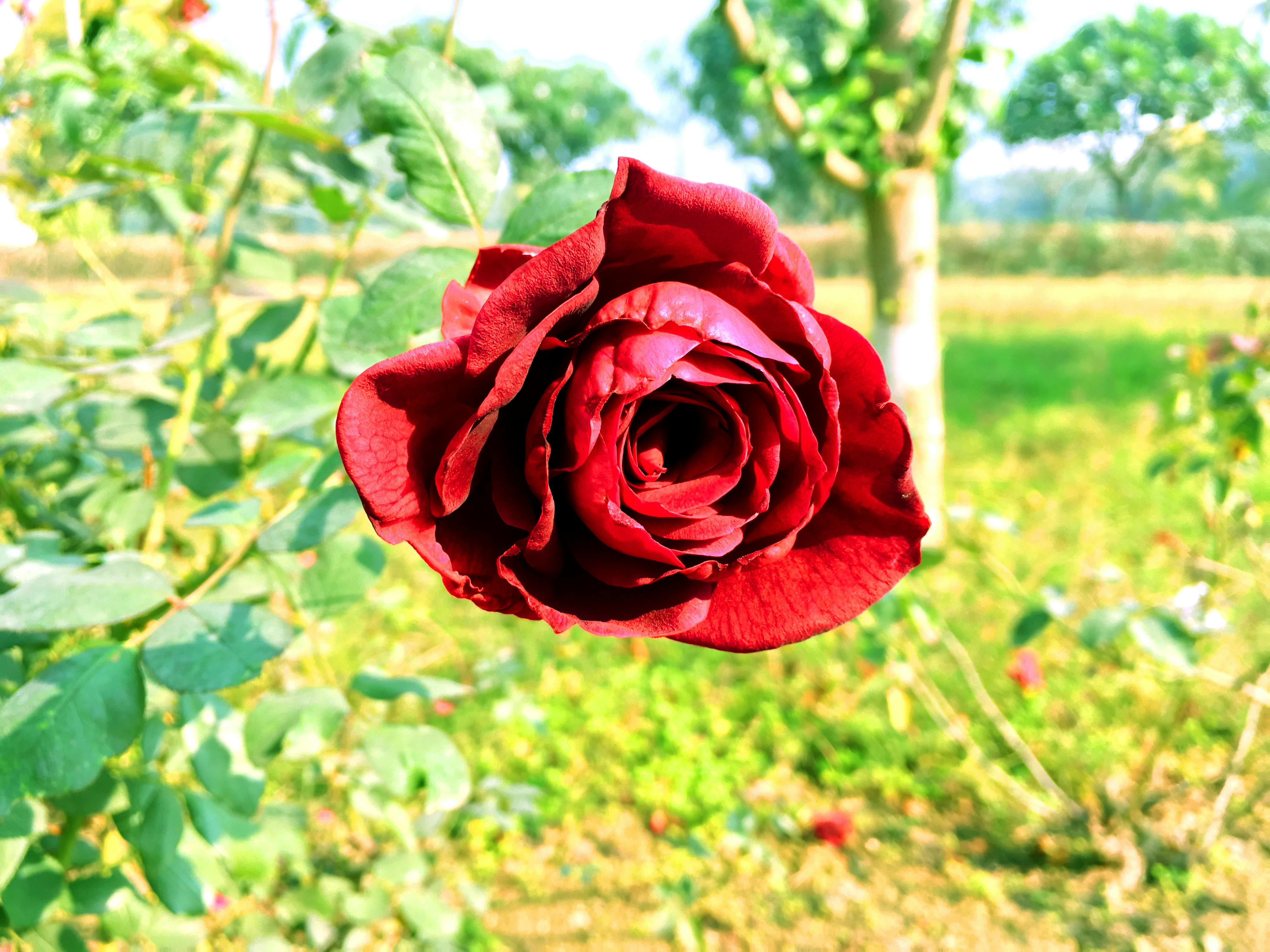 Foto Stok Gratis Tentang Bunga Mawar Cantik Bunga Bunga Indah Mawar