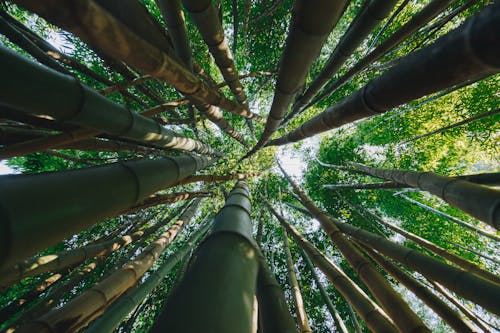 Kostenlos Kostenloses Stock Foto zu aufnahme von unten, bambus-bäume, landschaftlich Stock-Foto
