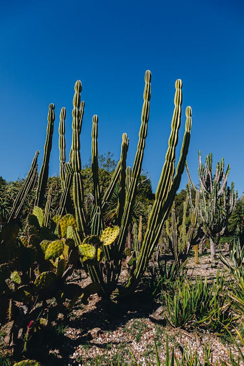 Cactuses on Soil Under Blue Sky