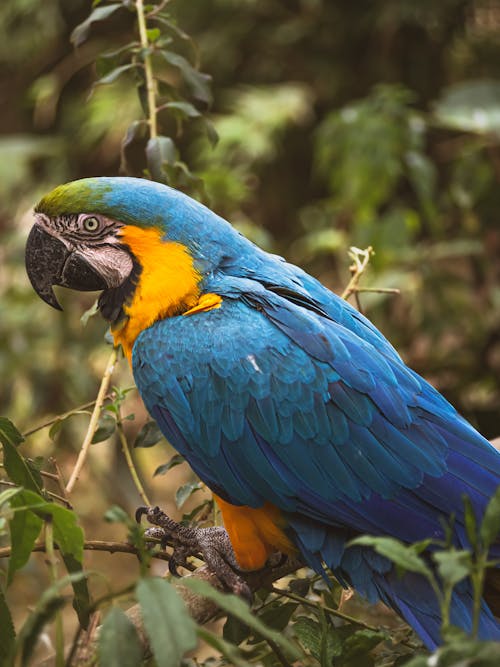 Blue and Yellow Macaw Perched on Tree Branch