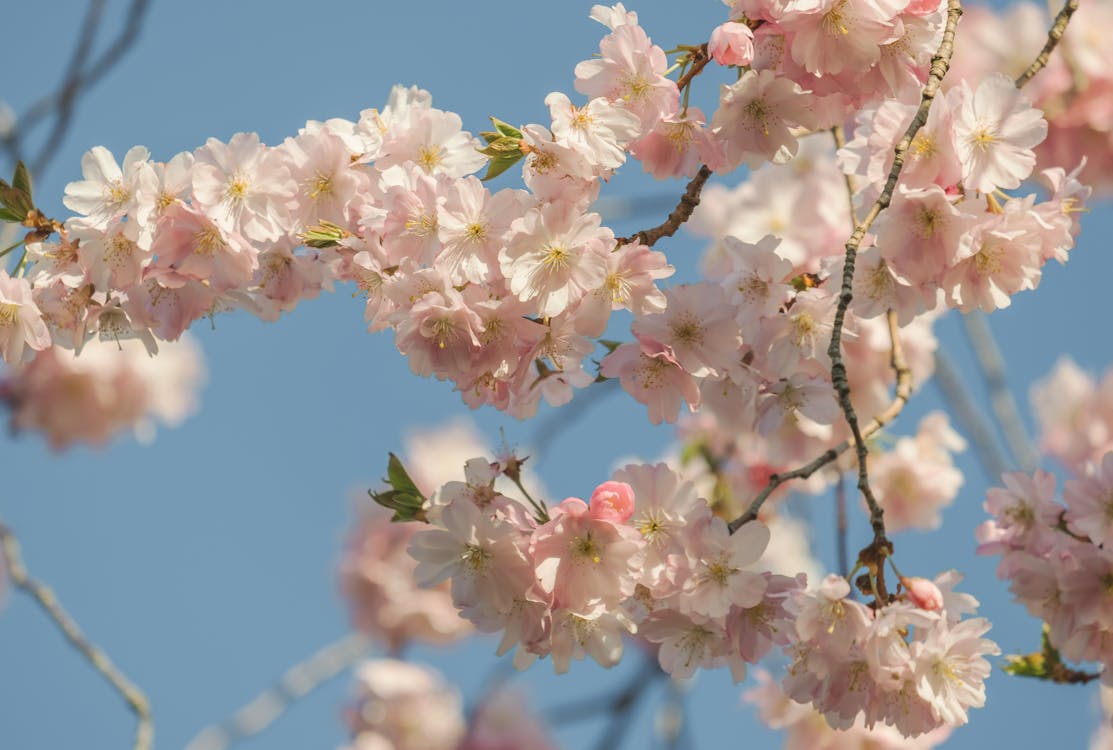 Close Up Photo of Cherry Blossoms