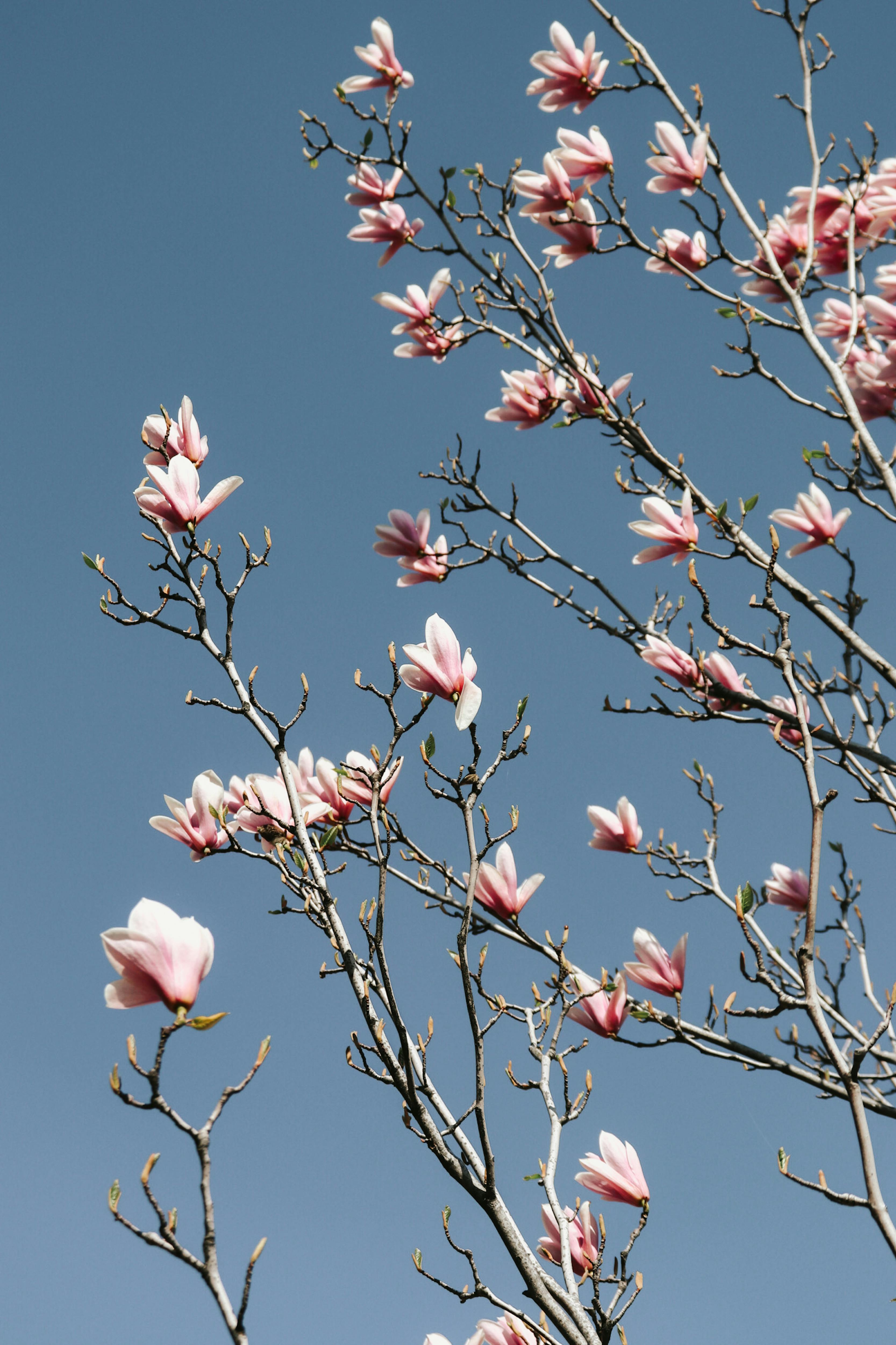 Elegant Yulan magnolia blooms reaching skyward, showcasing spring beauty.