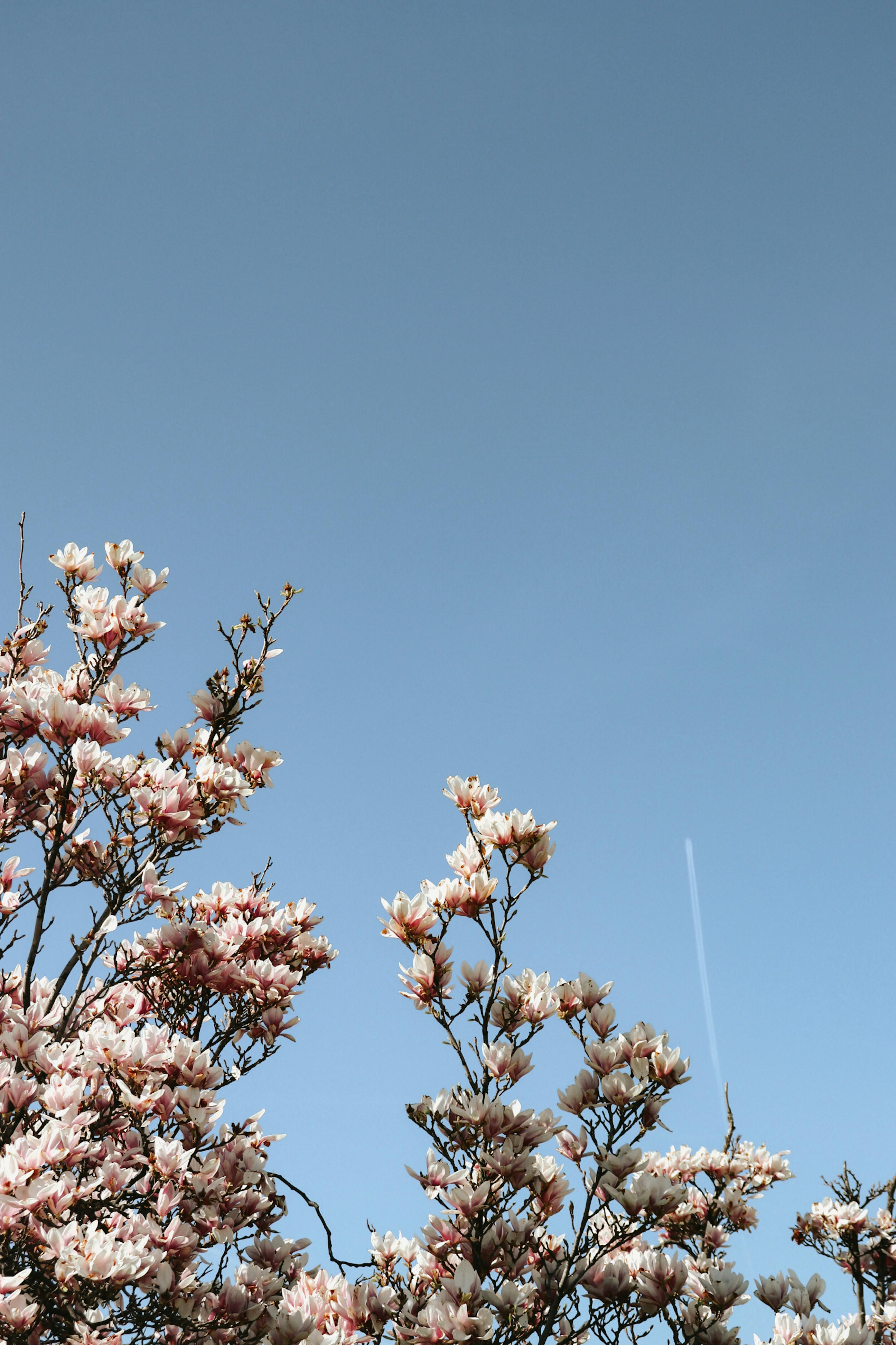 Elegant magnolia flowers bloom against a serene blue sky, capturing the essence of spring beauty.