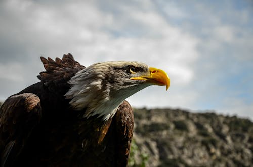 Gratis lagerfoto af fugl, fuglfotografi, hvidhovedet havørn