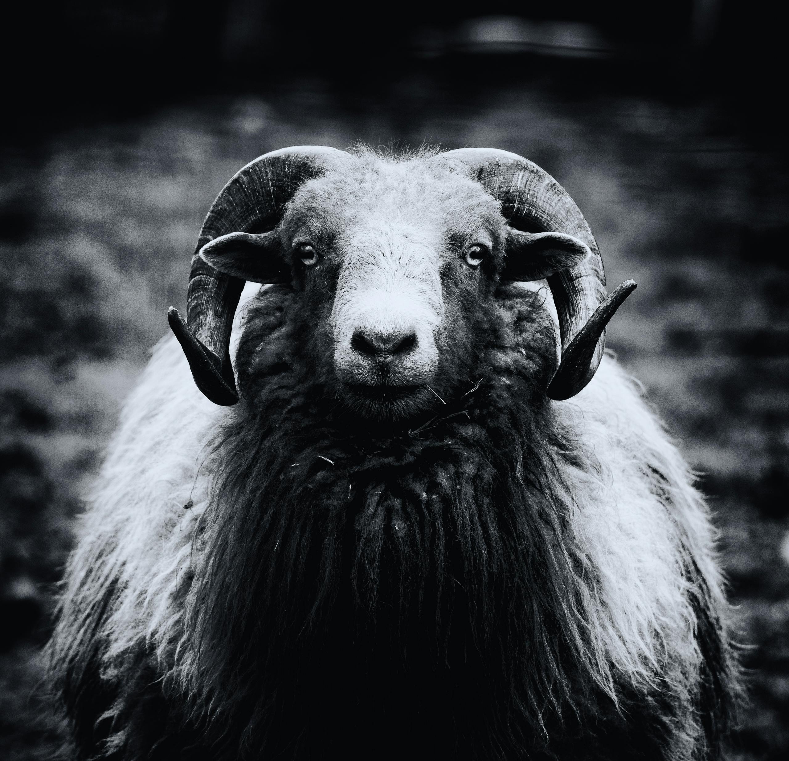grátis Uma Foto Em Preto E Branco De Um Carneiro Foto profissional