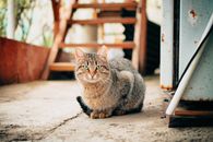 Brown and Black Tabby Cat on Gray Concrete Floor