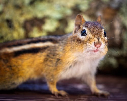 Free Fluffy brown eastern chipmunk walking on tree trunk in sunny park Stock Photo