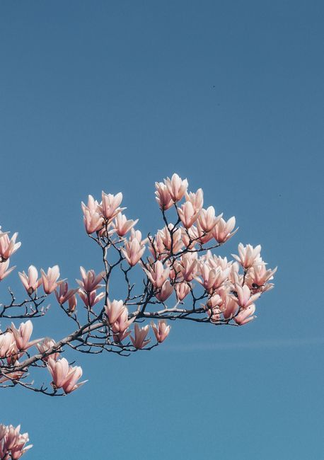 A branch of magnolia flowers blooming against a clear blue sky.