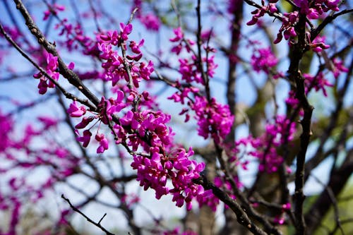 Close up of Redbuds